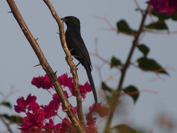 <h3><a href="/trips/gambia/biota/animalia/chordata/aves/040 passeriformes/108 muscicapidae/melaenornis edolioides/melaenornis edolioides-nl.html">Melaenornis&nbsp;edolioides</a> / Northern&nbsp;black&nbsp;flycatcher / Senegalese&nbsp;drongovliegenvanger</h3>OM-1 Mark II met OLYMPUS M.150-400mm F4.5, 1/2000 sec  bij F4.5, ISO 500, afstand 19.9&nbsp;m